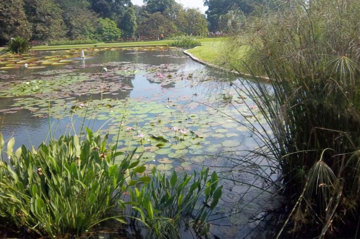 Kebun Raya Bogor, wisata healing dan alam yang legendaris dan penuh romansa.