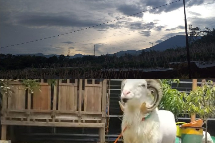 Agrowisata di Legok Cililin, ngaliwet sembari melihat view lahan pertanian dan lereng Gunung Pangrango.