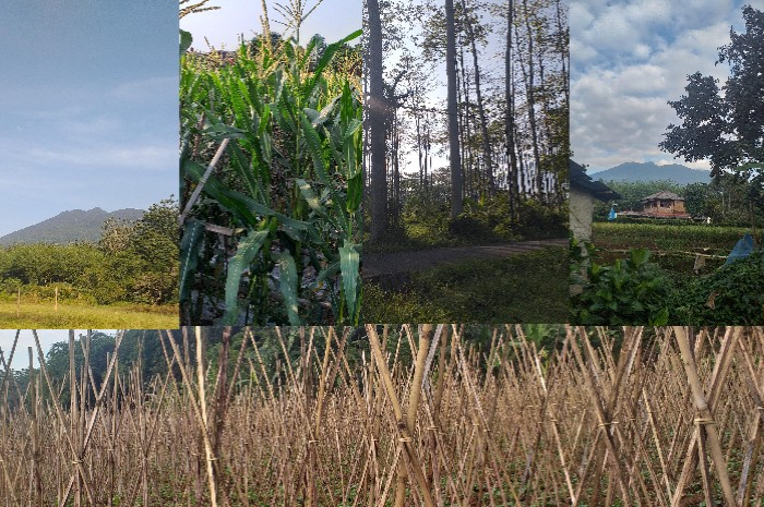 Healing dengan agrowisata ke Cibalung, lereng Gunung Salak untuk menikmati view dan sayuran crunchy.