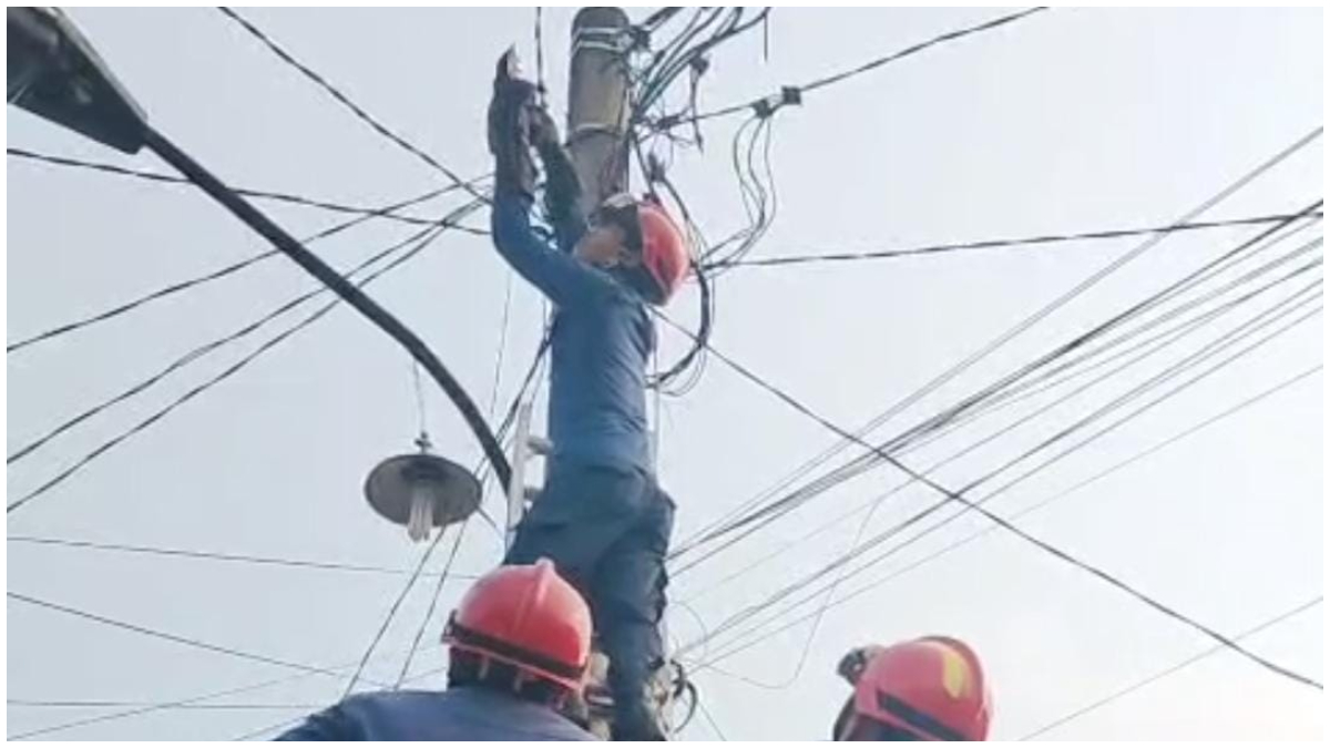Proses evakuasi burung hantu yang tersangkut di kabel listrik, Desa Waru, Kecamatan Parung, Kabupaten Bogor.