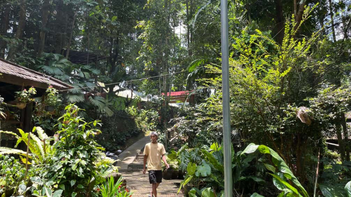 Ilustrasi: Satu kecamatan satu hutan kota akan dibangun oleh Pemkab Bogor.