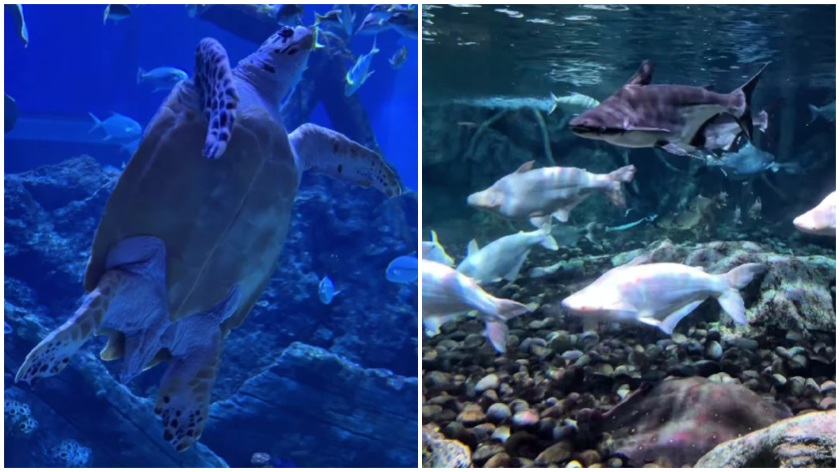 Suasana BXSea Oceanarium di Bintaro Jaya Xchange Mall 2.