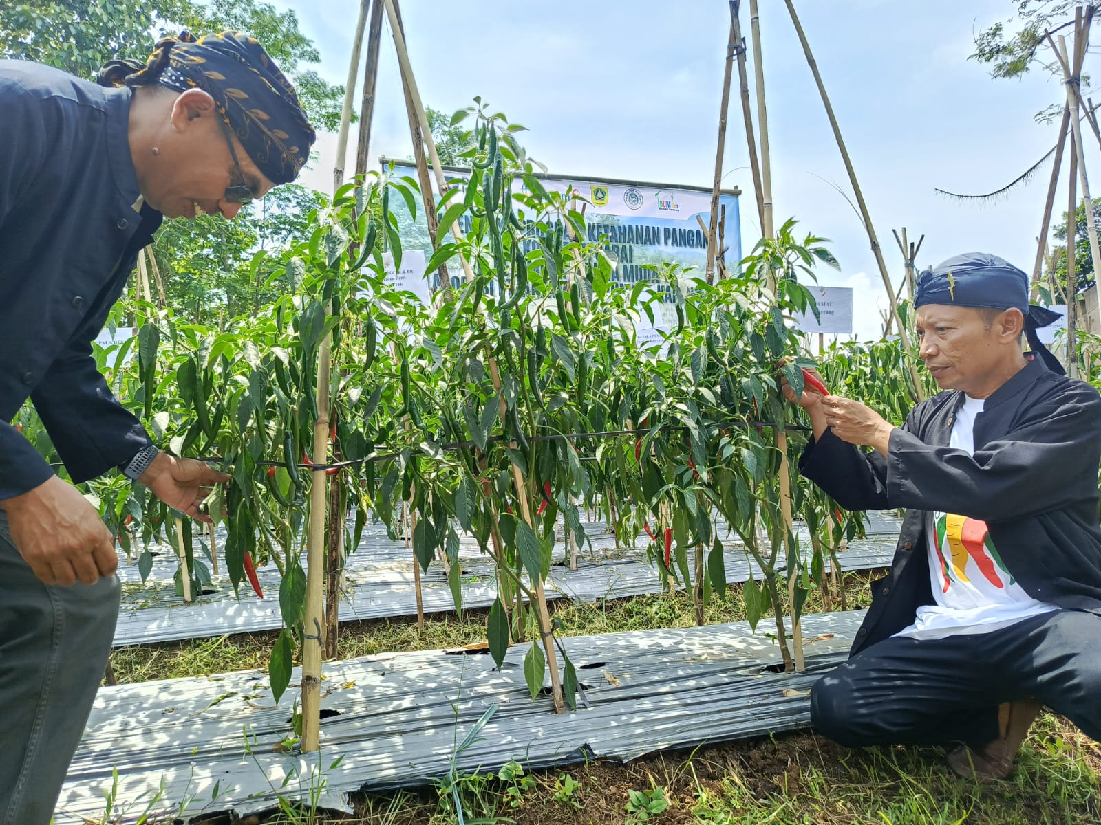 Kelompok Tani Taruna Muda, Nanggung berhasil panen 600 kilogram cabai merah besar dalam program ketahanan pangan Pemerintah Desa Kalongliud.