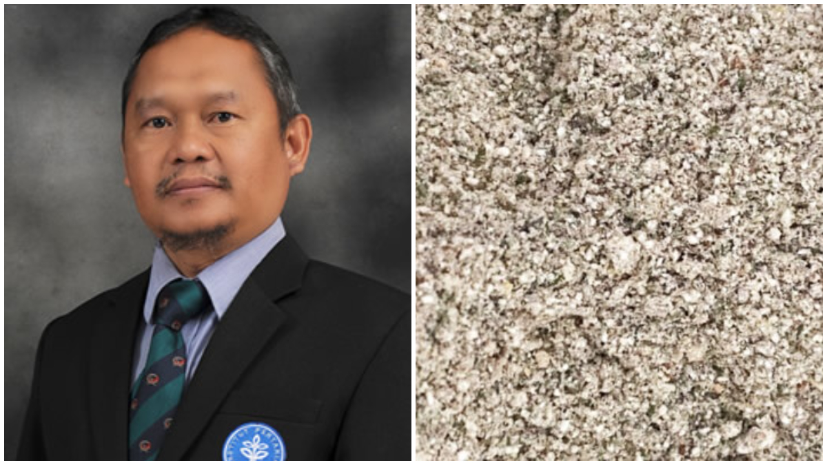 Jagung analog hasil inovasi Dr Heri Ahmad Sukria, Dosen Fakultas Peternakan IPB University yang dibuat dari campuran sagu dan singkong.