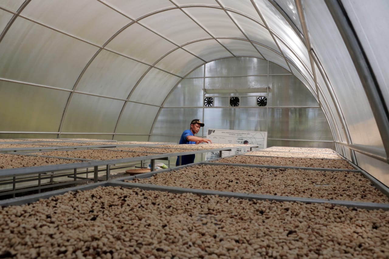 Petani menjemur biji kopi di Kampung Cikoneng, Cisarua, Kabupaten Bogor, Jawa Barat, yang pangsa pasarnya sudah menembus Eropa.