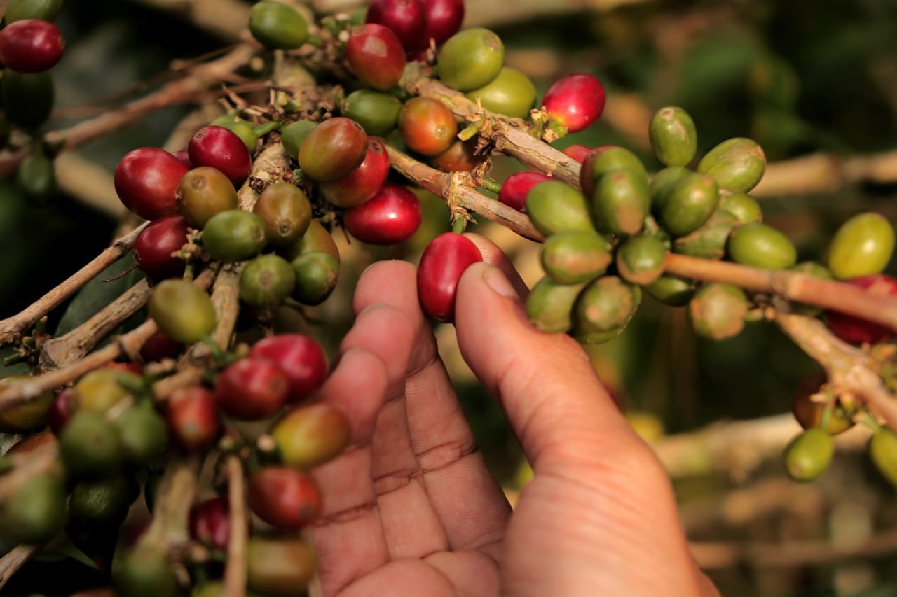 Kopi Robusta Java Bogor, yang dikembangkan di Kampung Cikoneng, Kecamatan Cisarua, Kabupaten Bogor, sudah menembus pasar Eropa.