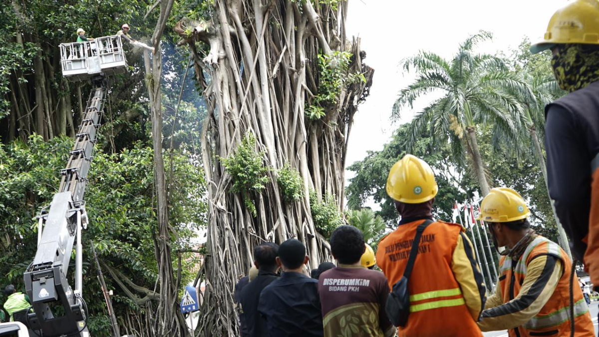 Proses penebangan pohon karet kebo di depan Balai Kota Bogor.