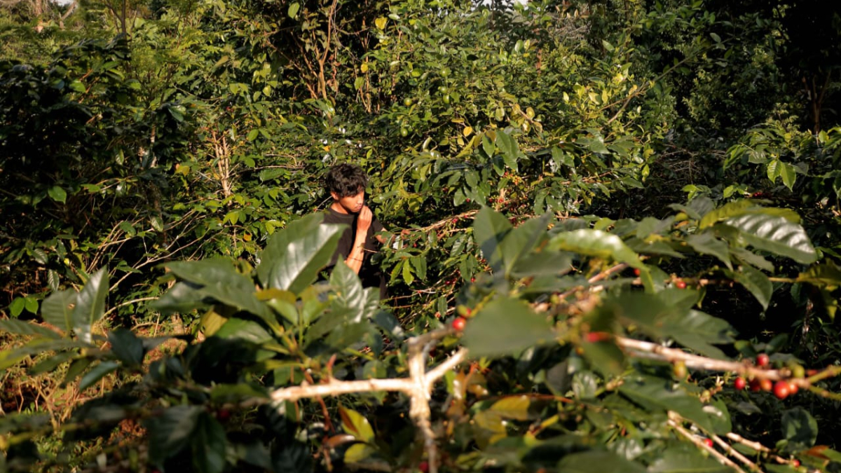 Kopi Robusta Java Bogor dikembangkan di Kampung Cikoneng, Kecamatan Cisarua, Kabupaten Bogor, sudah menembus hingga ke pasar Eropa