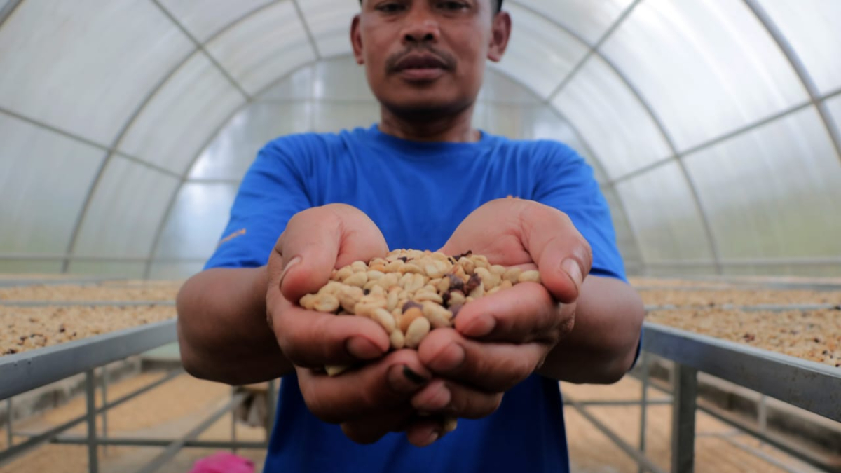 Petani menjemur biji kopi di Kampung Cikoneng, Kecamatan Cisarua, Kabupaten Bogor yang pangsa pasarnya menembus hingga Eropa.