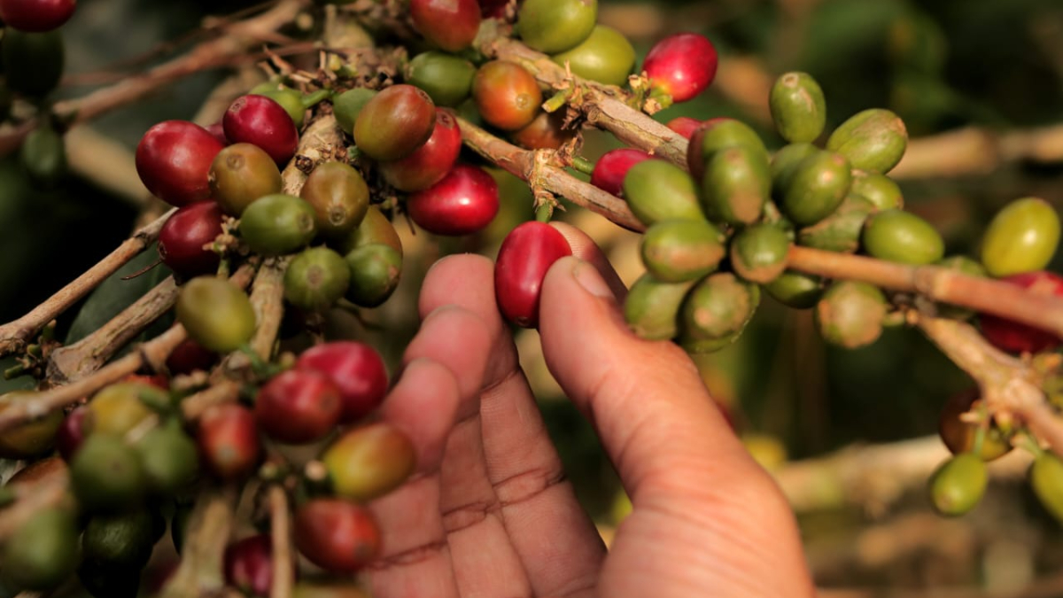 Kopi Robusta Java Bogor dikembangkan di Kampung Cikoneng, Kecamatan Cisarua, Kabupaten Bogor, sudah menembus pasar Eropa.