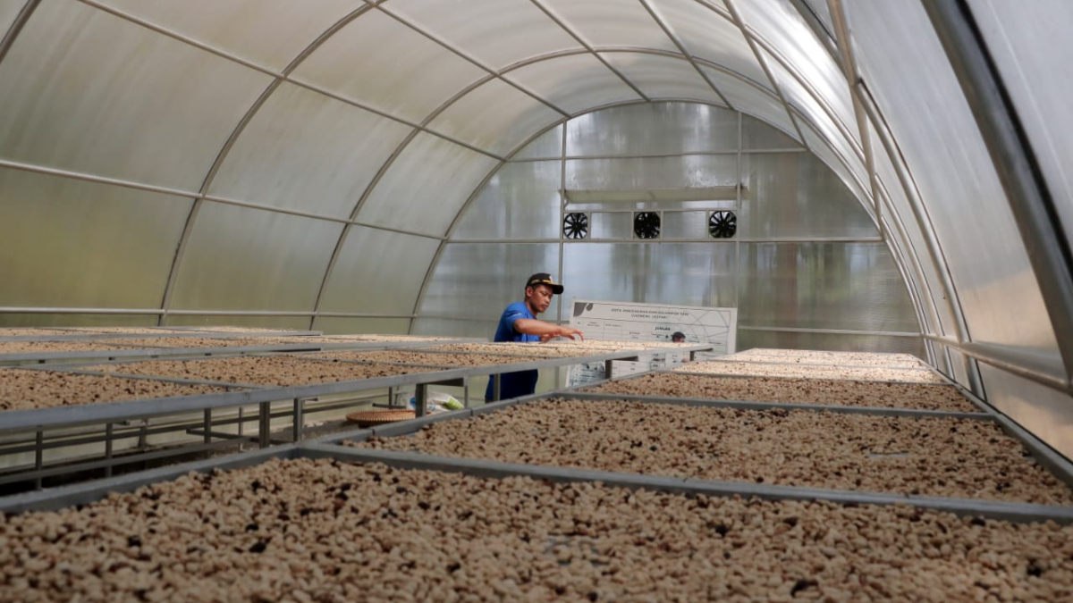 Petani menjemur biji kopi di Kampung Cikoneng, Kecamatan Cisarua, Kabupaten Bogor yang pangsa pasarnya menembus hingga Eropa.
