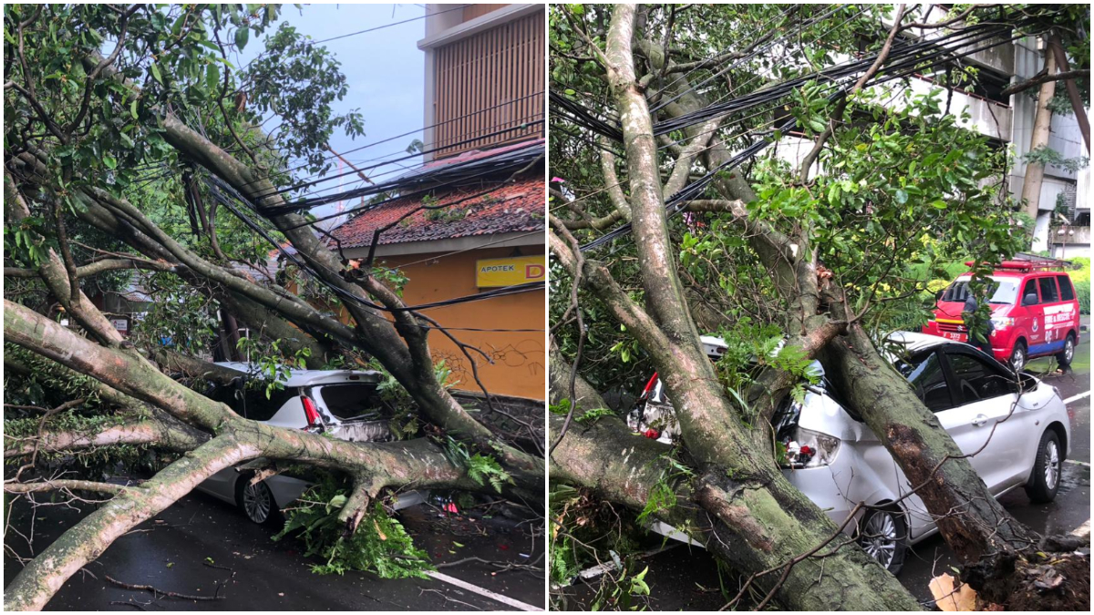 Sebuah pohon di Jalan Malabar, Kecamatan Bogor Tengah Kota Bogor tumbang dan menimpa satu unit mobil pada Kamis, 13  November 2025.
