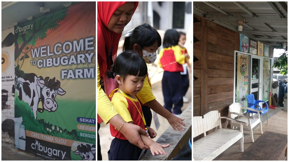 Cibugary Wisata Edukasi Perah Sapi cocok untuk liburan bersama keluarga.