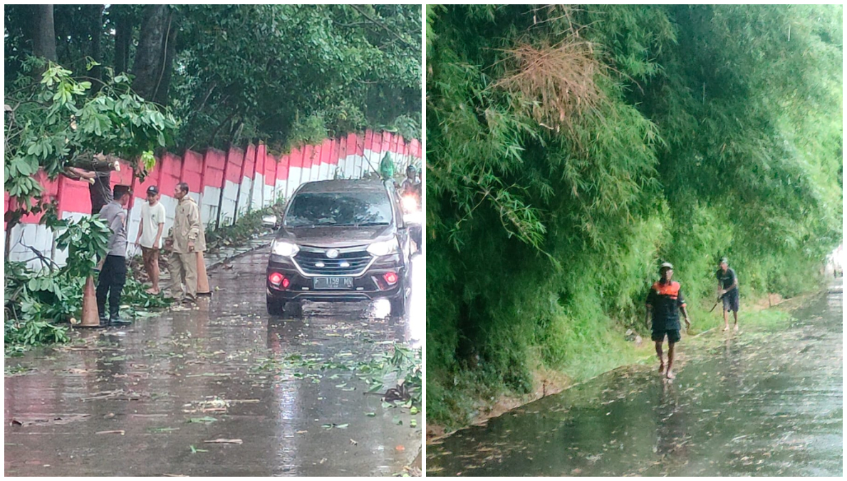 Pohon tumbang di Jalan Raya Cimanggis Bojonggede samping Puslitbang Polri Selasa 18 November 2025.