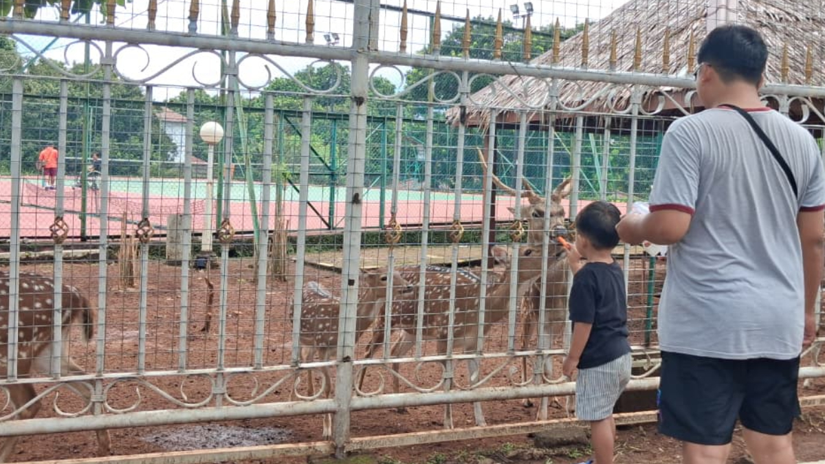 Warga saat mengajak anaknya untuk memperkenalkan dan memberi makan rusa di kawasan Pendopo Bupati, Kecamatan Cibinong, Kabupaten Bogor.