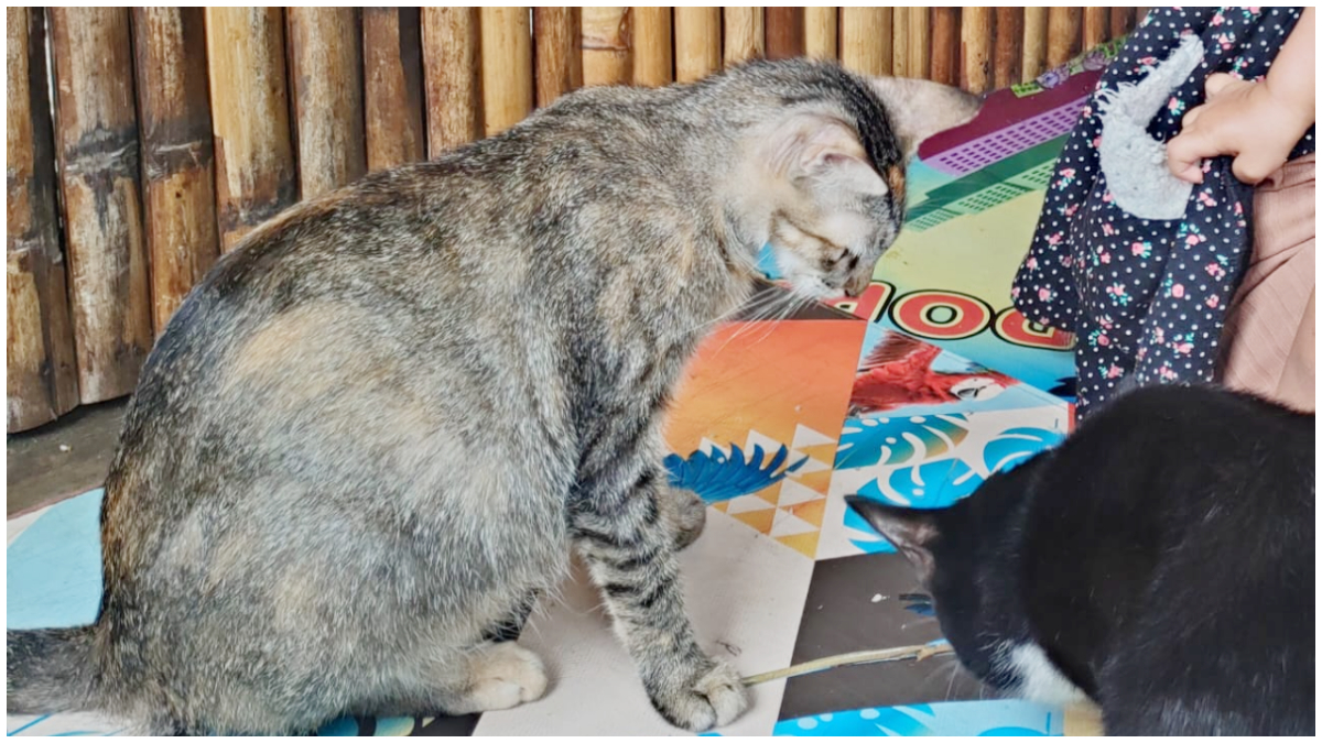 Ilustrasi kucing liar. Pemkot Depok melarang aktivitas jual beli serta konsumsi daging anjing dan kucing.