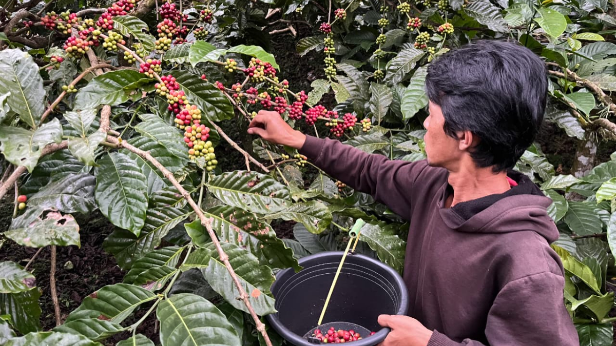 Petani saat memanen biji kopi di Kampung Cibulao, Desa Tugu Utara, Kecamatan Cisarua, Kabupaten Bogor.
