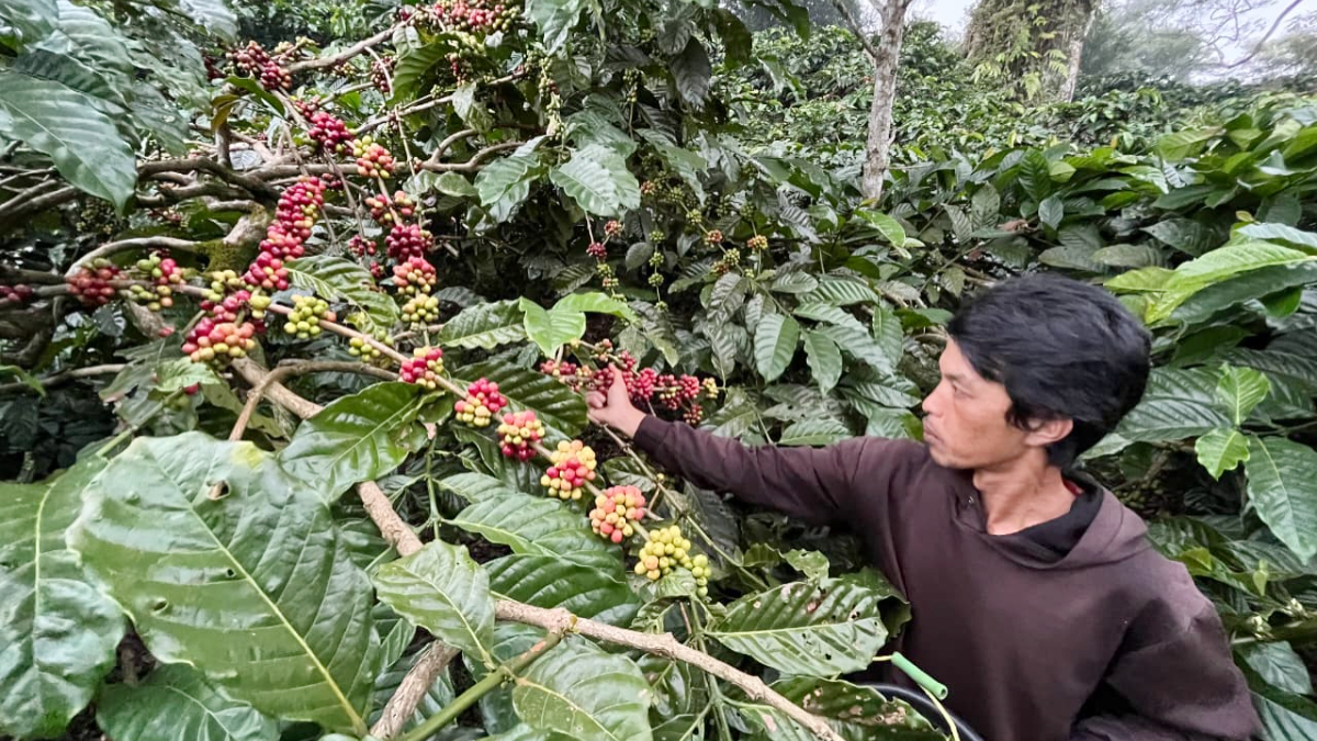 Petani memanen biji kopi di Kebun Kopi Kampung Cibulao, Desa Tugu Utara, Kecamatan Cisarua, Kabupaten Bogor.