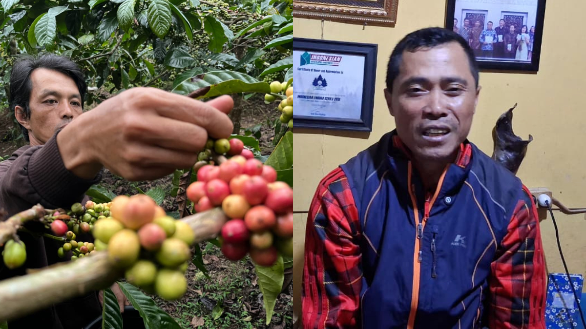 Ketua Kelompok Tani Cibulao Hijau Karyono (kanan) dan petani saat memanen biji kopi.