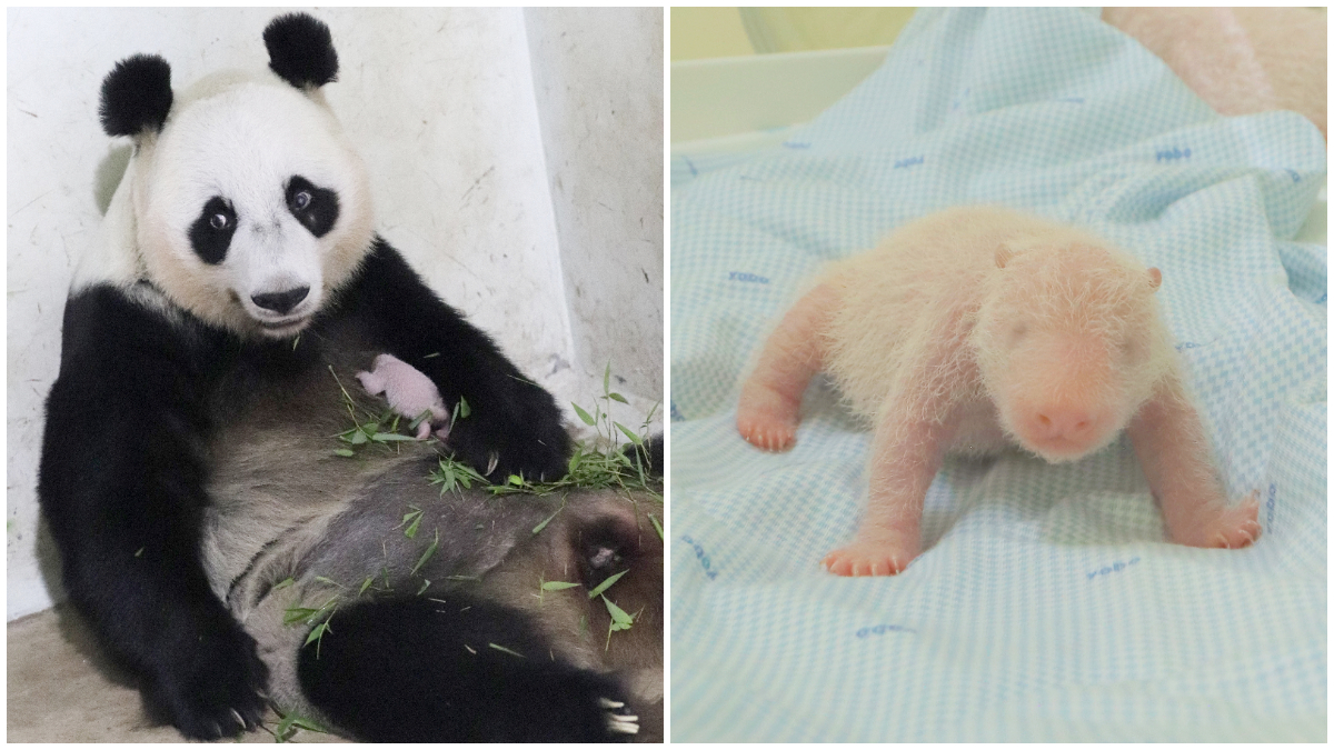Bayi panda yang berhasil dilahirkan di fasilitas konservasi Taman Safari Indonesia (TSI) Cisarua, Bogor, 27 November 2025.