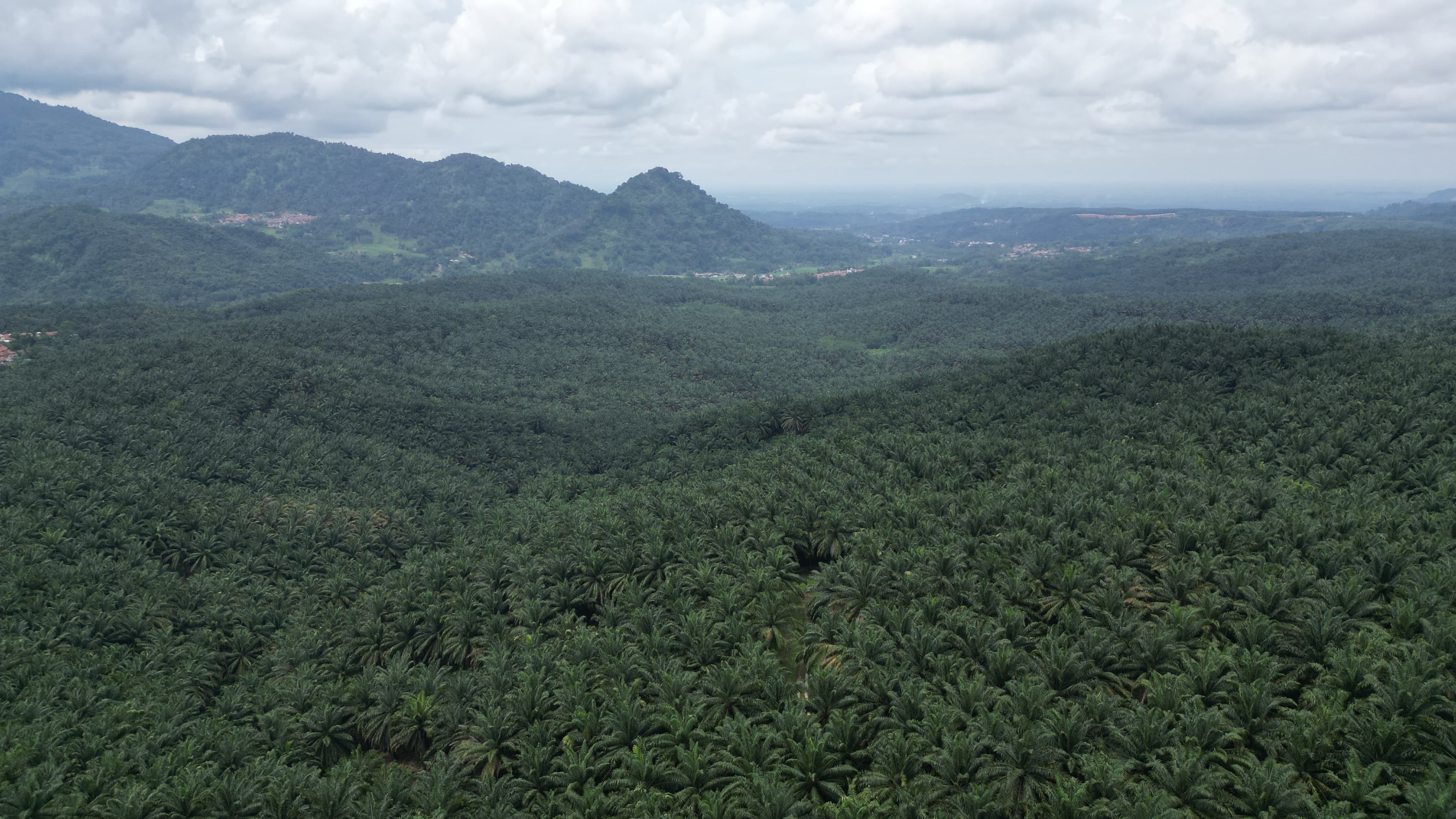 Ribuan hektare perkebunan sawit milik PT Perkebunan Nusantara (PTPN) IV PalmCo di Kabupaten Bogor.