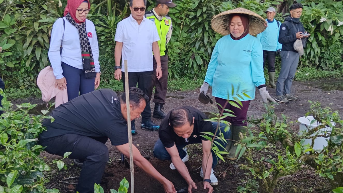 Menteri Lingkungan Hidup Hanif Faisol Nurofiq menanam pohon di&nbsp;area&nbsp;Perkebunan Teh PT Sumber Sari Bumi Pakuan (SSBP) Puncak, Kabupaten Bogor.