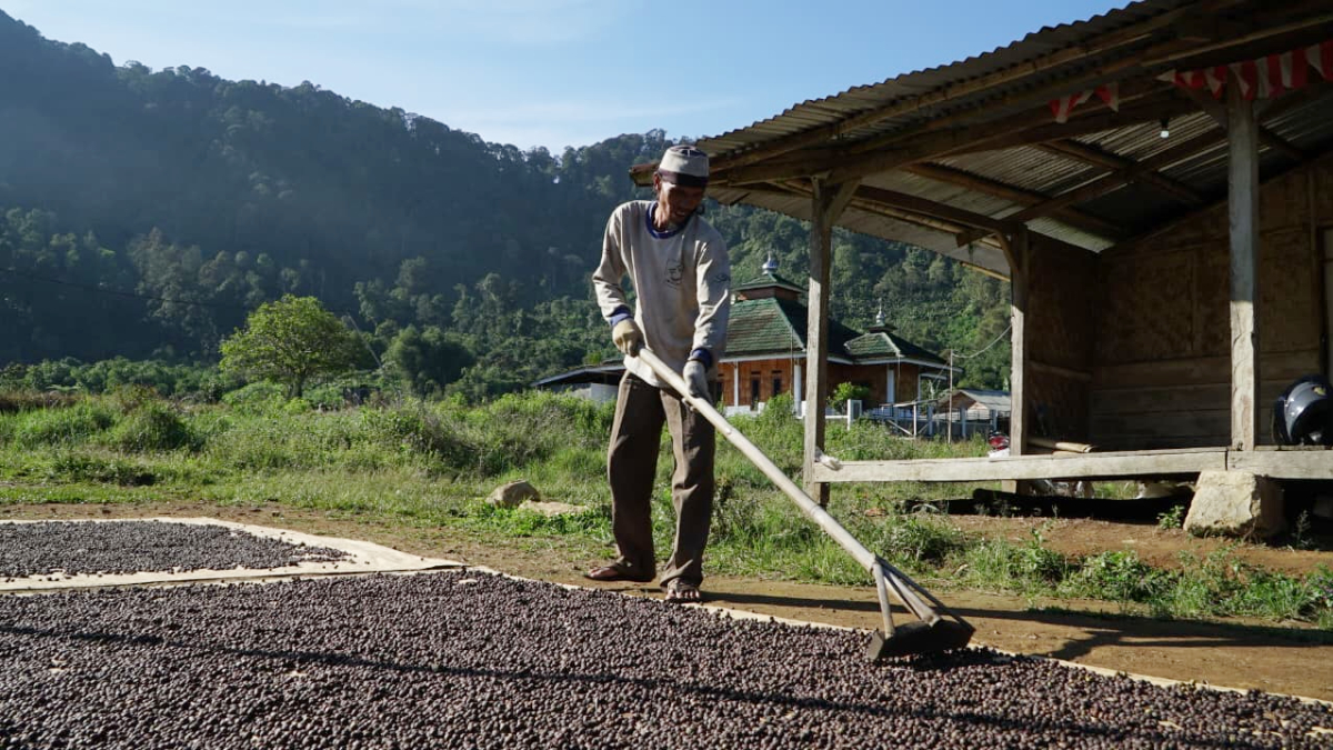 Petani kopi sekaligus Ketua RT Kampung Cisadon, Ujang Usman saat menjemur Kopi di depan rumahnya.
