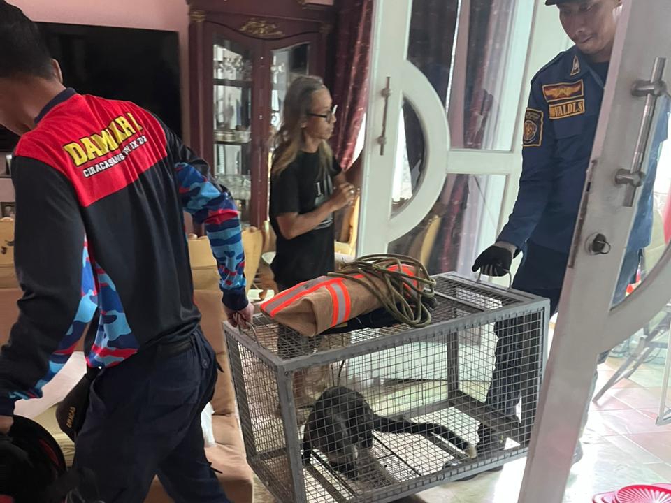 Damkar Kota Bogor sigap mengevakuasi seekor musang yang terjebak di permukiman warga di kawasan Tegallega.