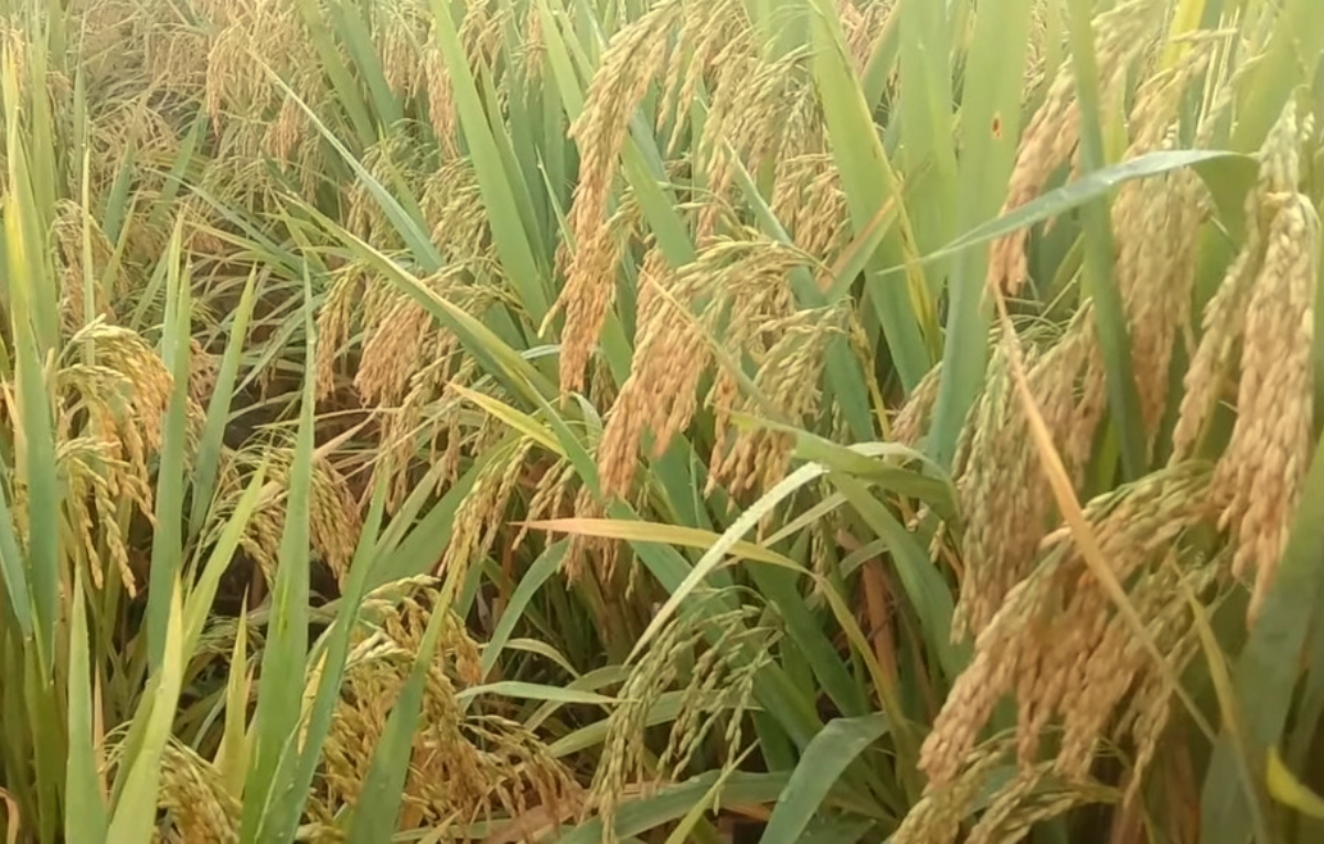 Padi sawah menjadi salah satu&nbsp;tanaman pangan unggulan di Kabupaten Bogor.