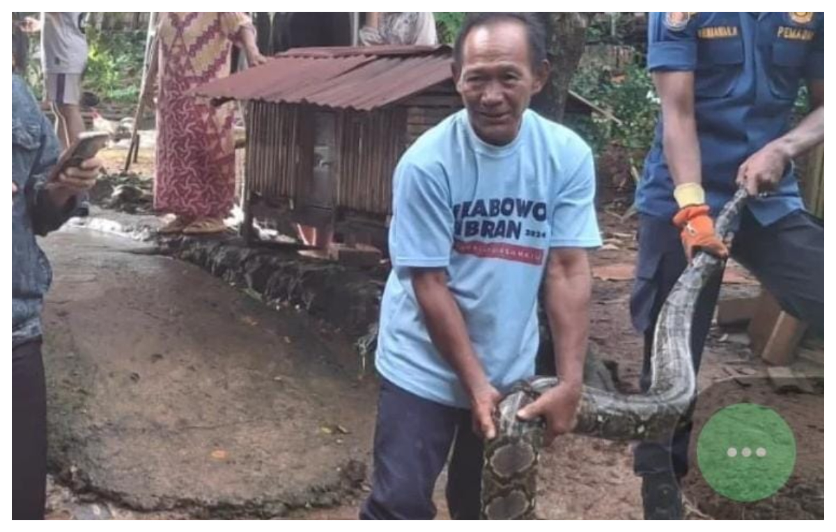 Petugas Damkar Kota Bogor, saat mengevakuasi ular berukuran 4 meter yang memakan ternak warga.