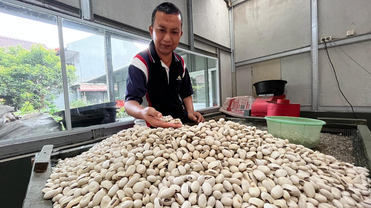Produksi Kacang Koro milik Agus Sima Miharja, yang digunakan untuk bahan pembuatan tempe.