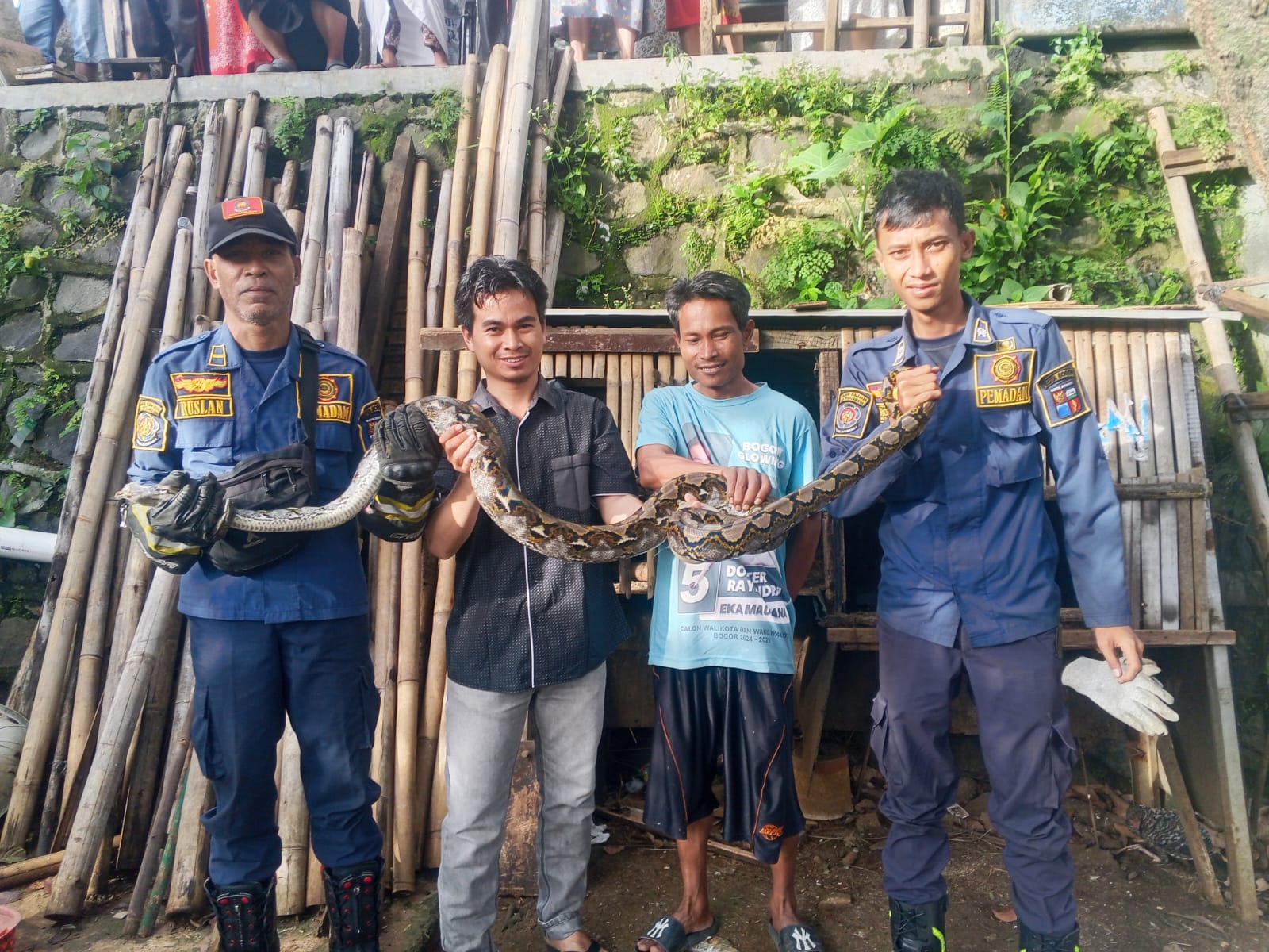 Petugas melakukan evakuasi ular di rumah warga Kedung Halang, Kota Bogor.