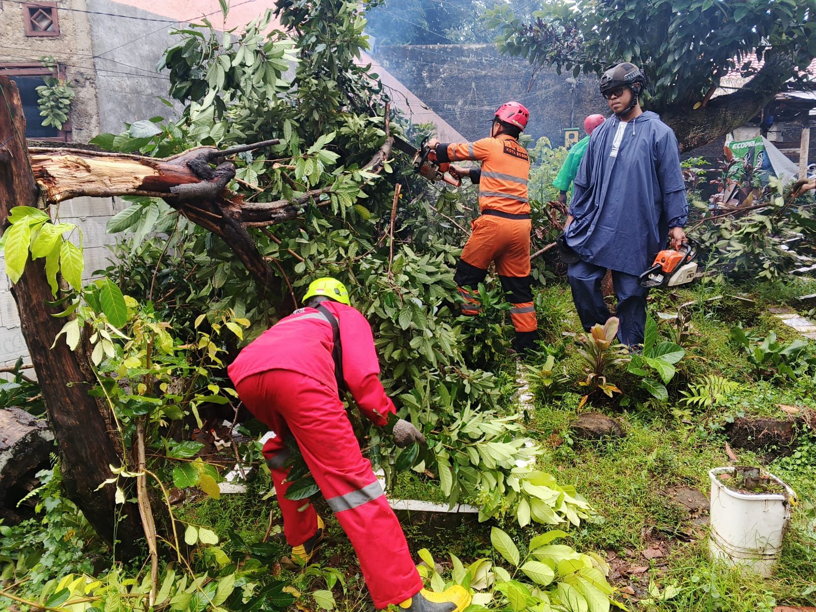 Dua pohon tumbang di Ciremai Ujung, Kelurahan Bantarjati, Kecamatan Bogor Utara, Kota Bogor, Rabu 31 Desember 2025.