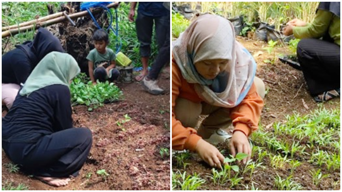 Kegiatan monitoring kedua dan pindah tanam oleh Prodi TIB SV IPB University di KWT Lembur Sawah