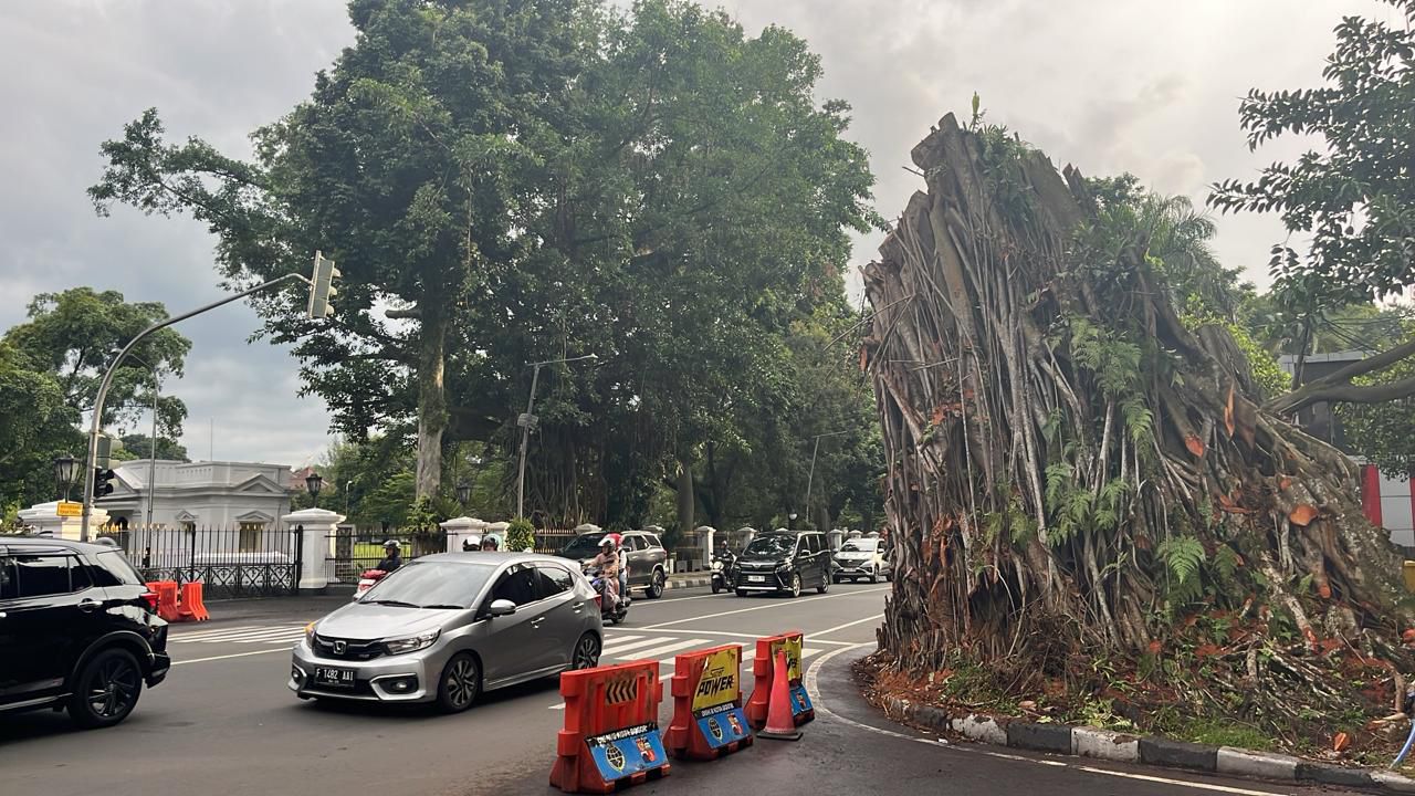 Kondisi terkini Pohon Karet Kebo di depan Balaikota Bogor, yang dilakukan pemangkasan secara bertahap.