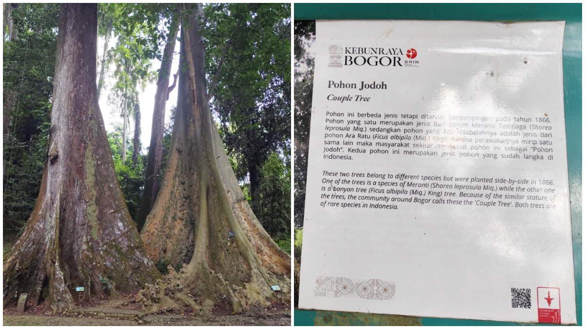 Pohon Jodoh di Kebun Raya Bogor, dua pohon berbeda yang tumbuh berdampingan sejak 1866 dan menjadi simbol kebersamaan.