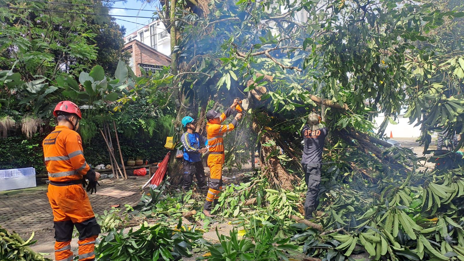 Personel BPBD Kota Bogor saat mengevakuasi pohon tumbang di Kelurahan Tegallega, Kecamatan Bogor Tengah.