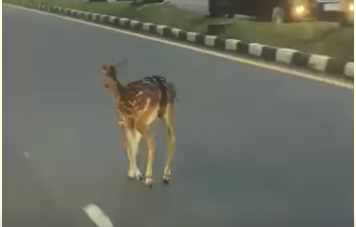 VIRAL: Rusa berkeliaran di Jalan KH Abdullah bin Nuh.