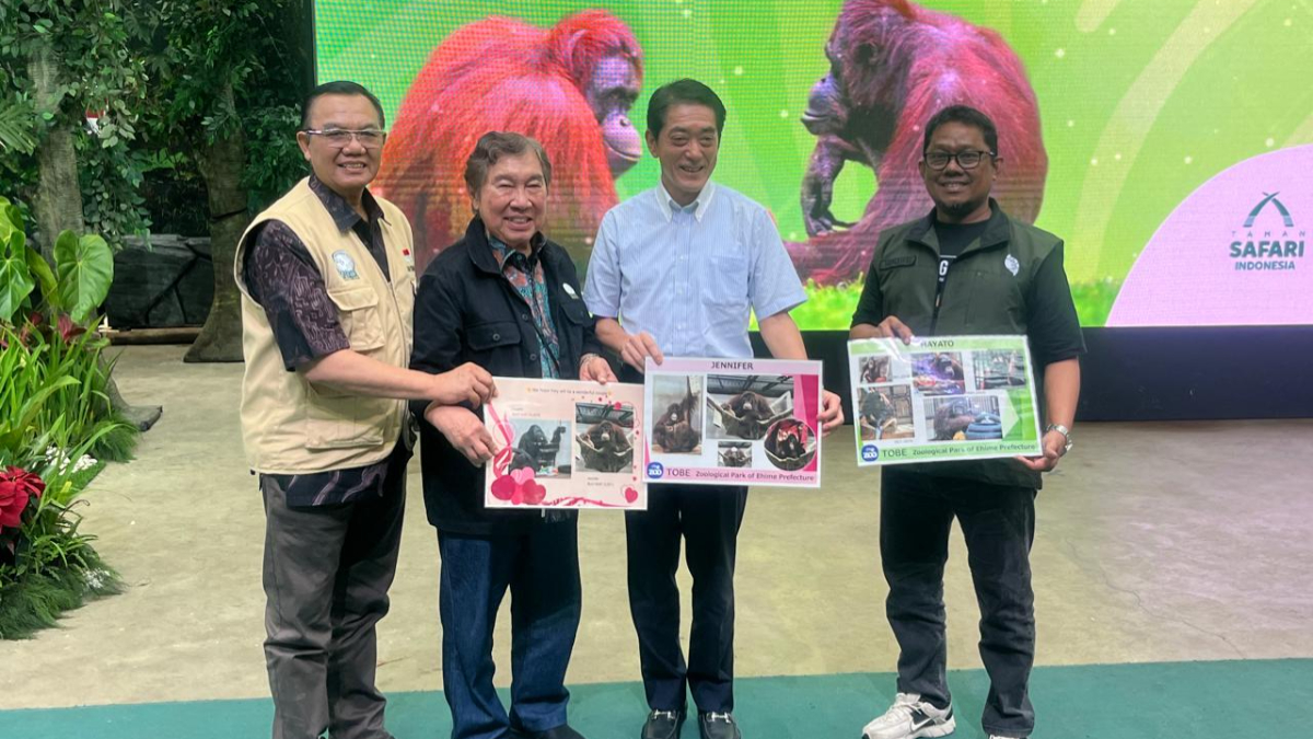 Taman Safari Indonesia Bogor (TSIB) menerima kunjungan Gubernur Prefektur Ehime Jepang dalam kerja sama konservasi satwa Orangutan.