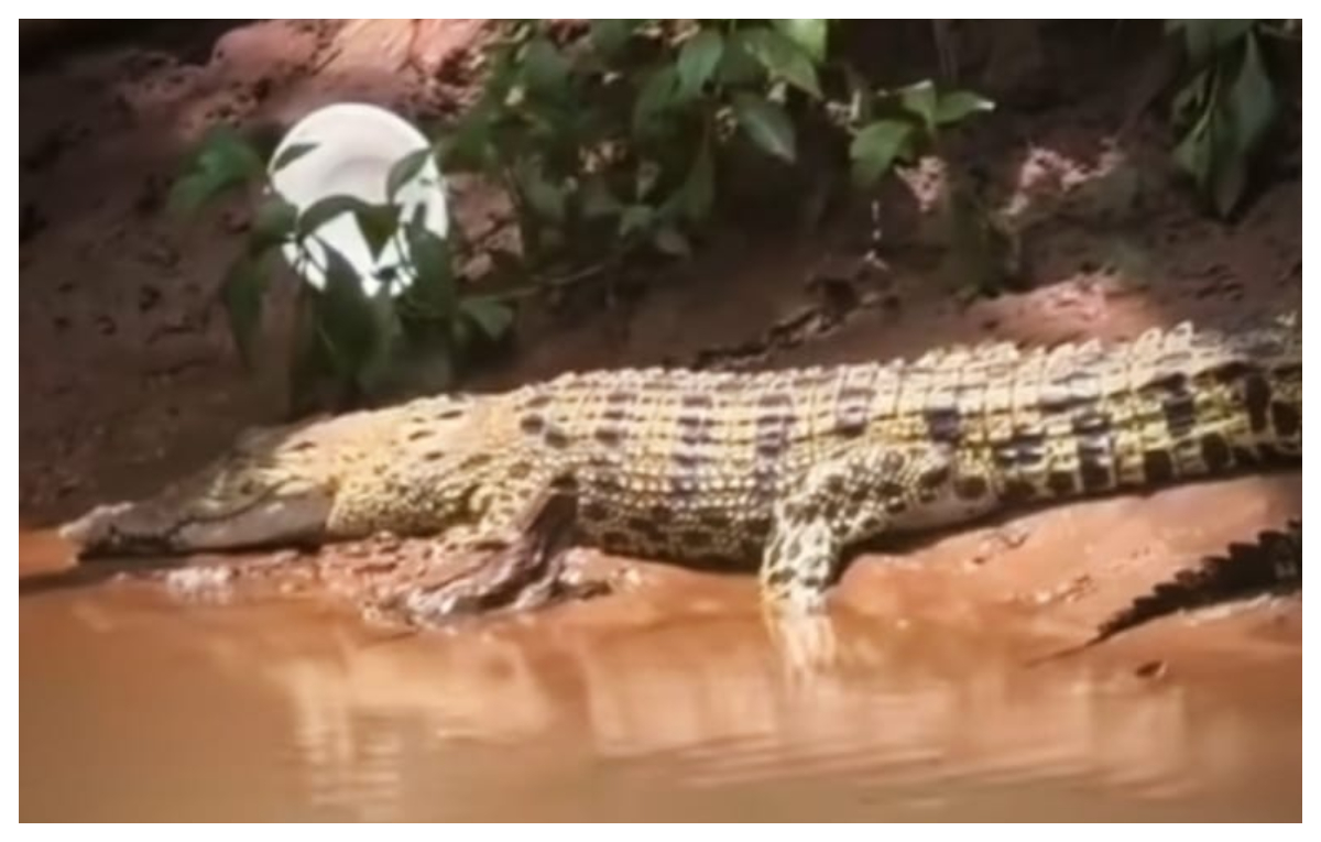 Buaya yang kerap muncul di belakang bangunan SMAN 5 Depok.