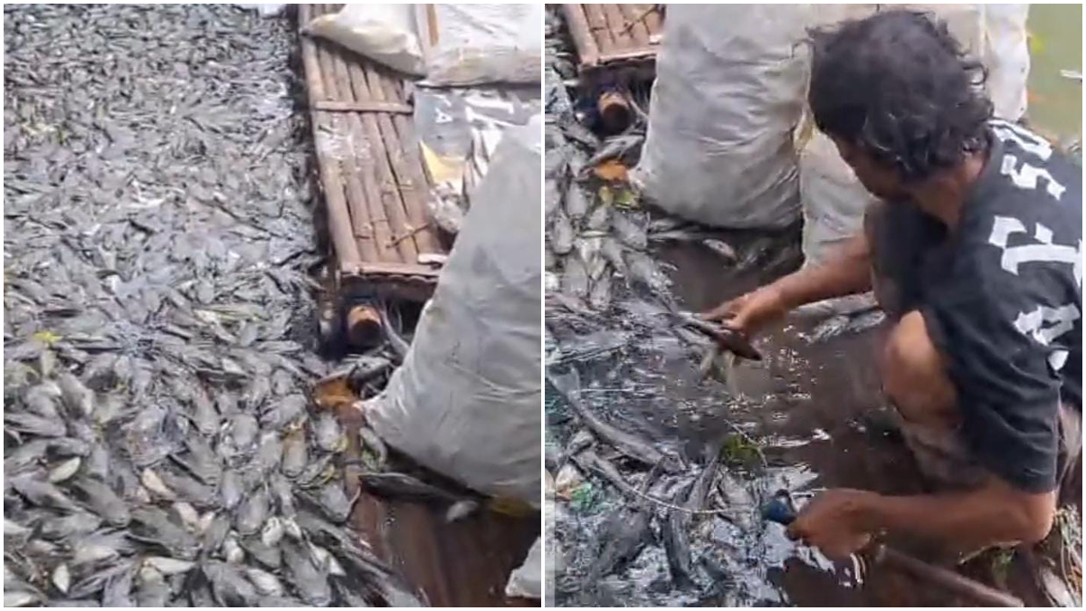 Ikan di Situ Citongtut, Cicadas, Gunung Putri Kabupaten Bogor mati.