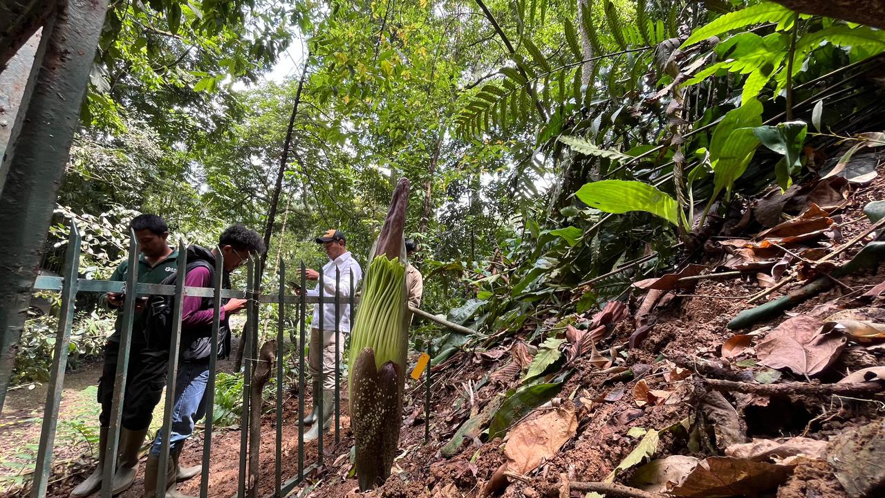 Kondisi terkini bunga bangkai di kawasan Kebun Raya Bogor (KRB).