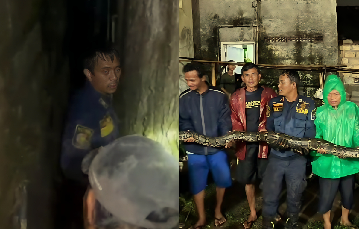 Petugas Damkar dan warga mengevakuasi&nbsp;ular sanca 4 meter di salah rumah di Kota Bogor,&nbsp;Rabu (28/1/2026).
