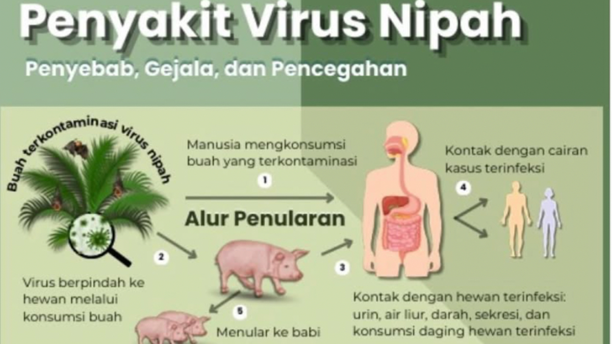 Imbauan Kemenkes mengenai adanya virus Nipah di India.