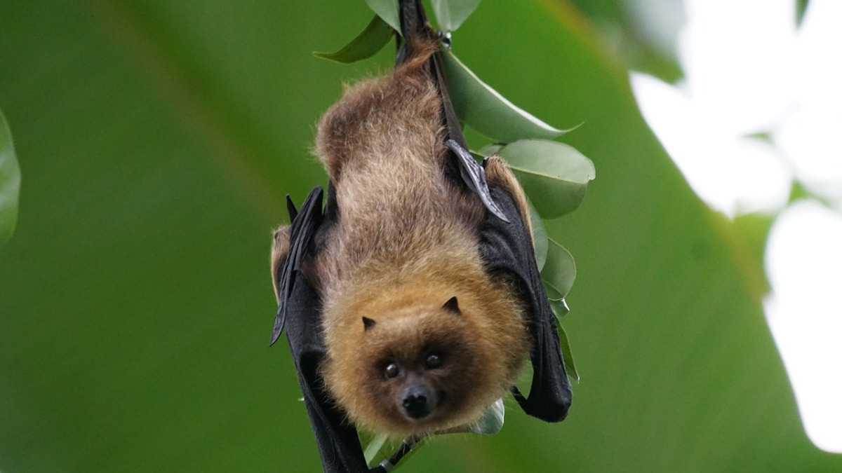 Ilustrasi. Kelelawar asal virus Nipah