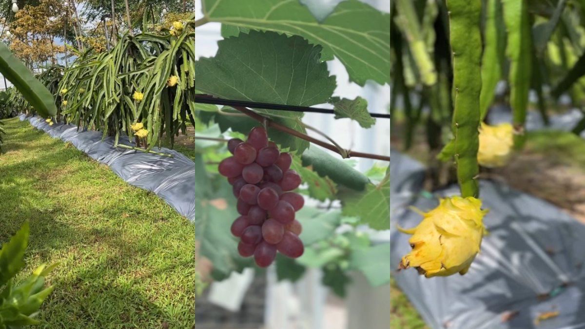 Kebun Buah Organik di Wisata Edukasi Sangkanika Edugarden, Kabupaten Kuningan