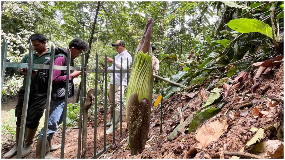Bunga Bangkai Raksasa tumbuh di kawasan Kebun Raya Bogor.