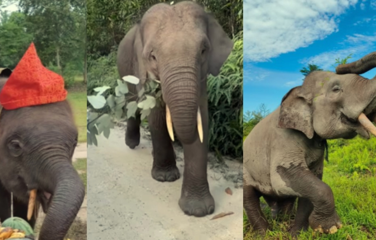 Domang, Harmoni, dan Tesso, gajah Sumatra di Taman Nasional Tesso Nilo, simbol wisata edukasi dan konservasi satwa liar di Riau.
