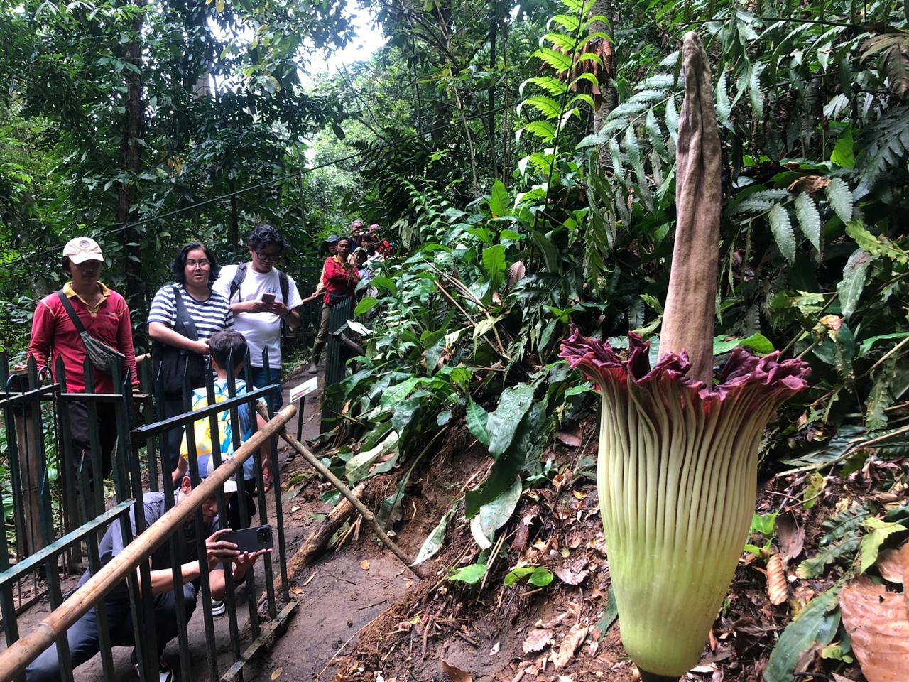 Kondisi bunga bangkai raksaksa yang sudah mekar sempurna di Kebun Raya Bogor, Jumat 6 Februari 2026.