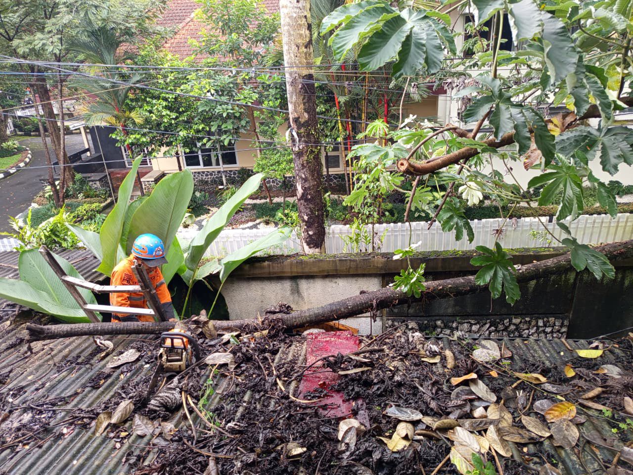 Proses evakuasi pohon tumbang Jalan Ahmad Yani, Kecamatan Tanah Sareal, Kota Bogor, Senin 16 Februari 2026.